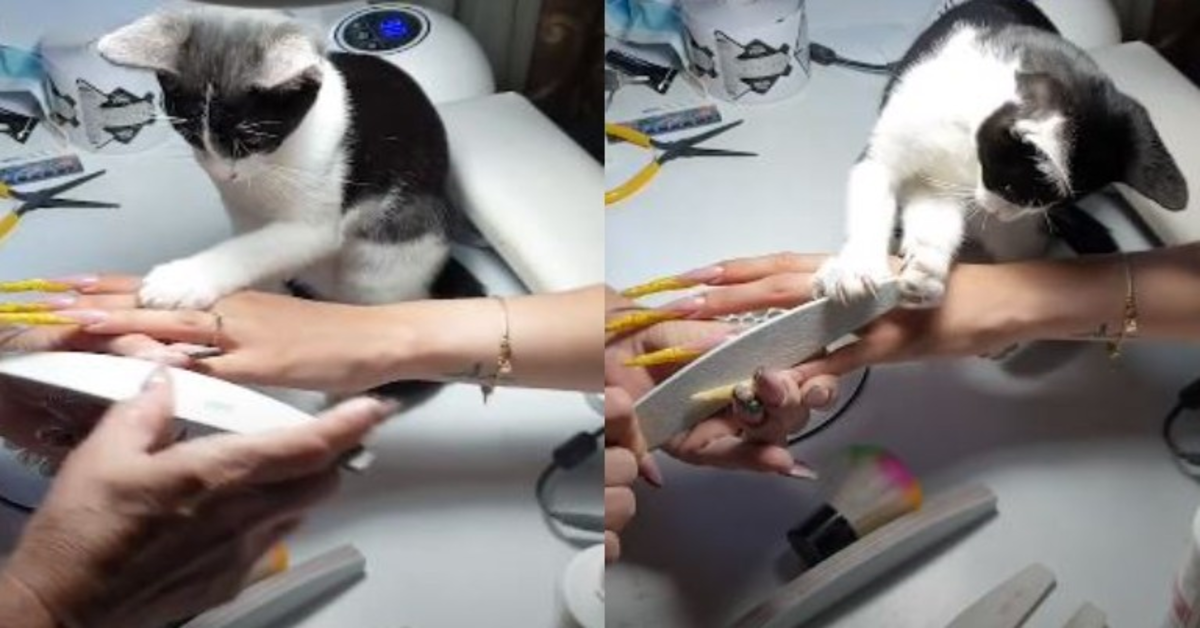 gatto aiuta a fare la manicure