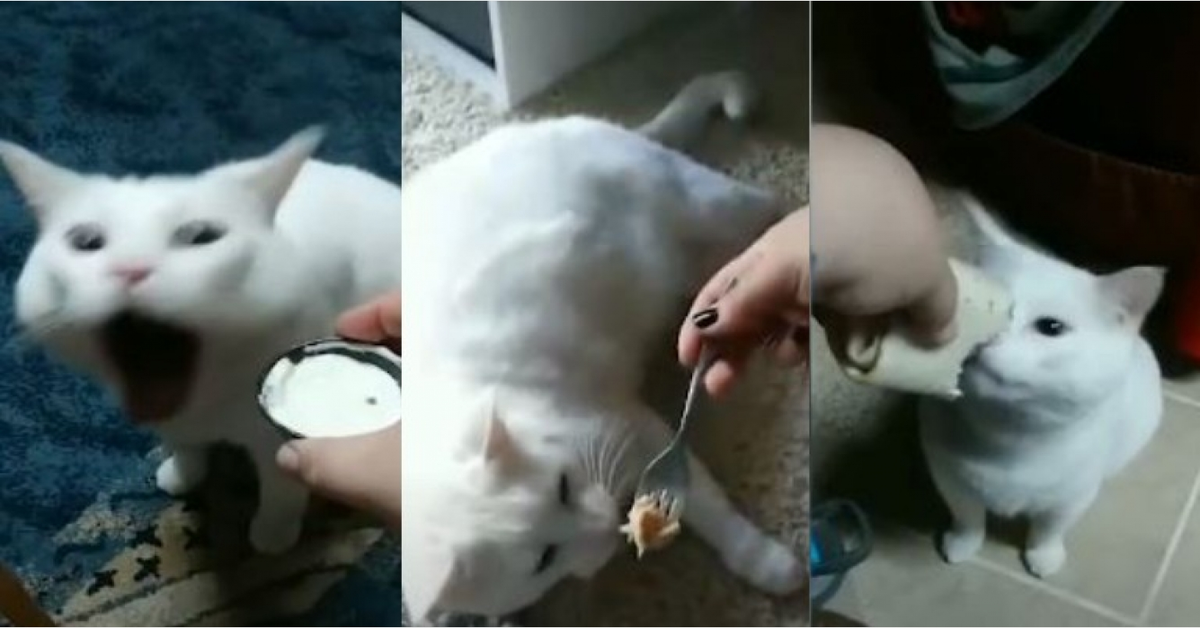 gatto schifato da tutto conati di vomito