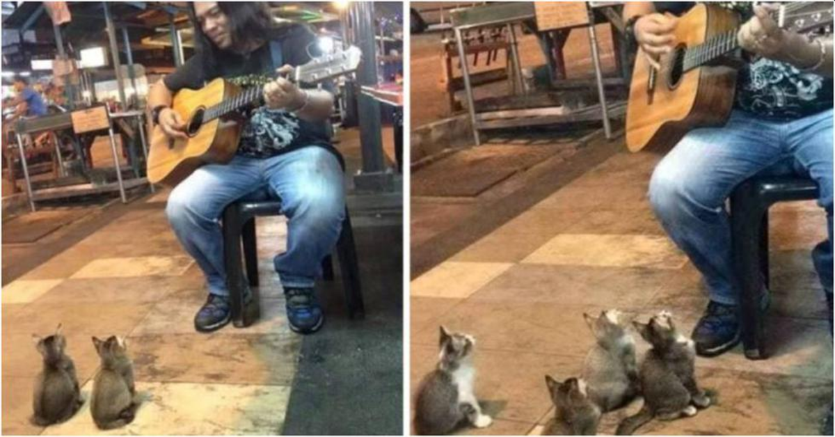 gattini guardano chitarrista