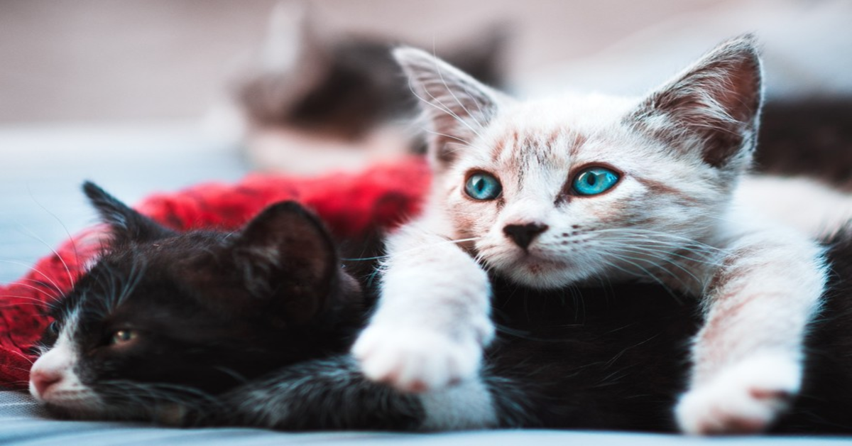 due gattini bianco e nero