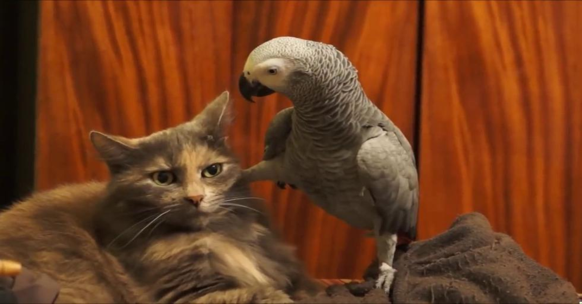 Il gattino che sopporta pazientemente i dispetti del pappagallo ( VIDEO)