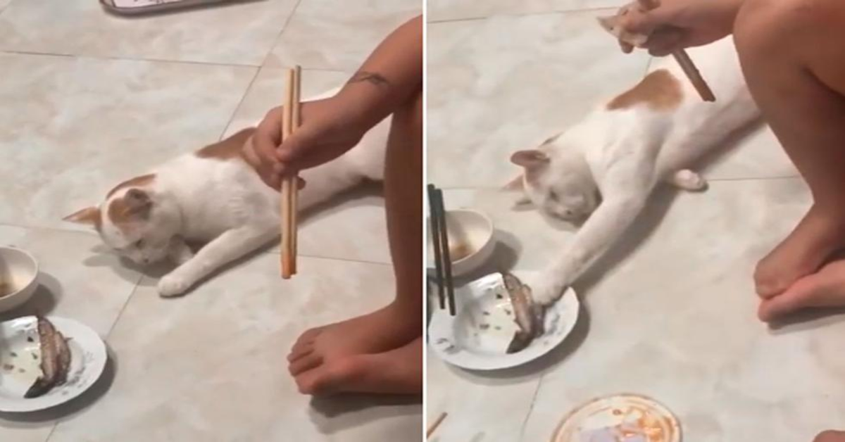 gatto ruba il pranzo ai padroni