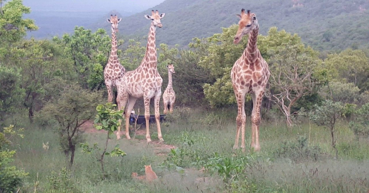 giraffe conoscono per la prima volta dei gatti
