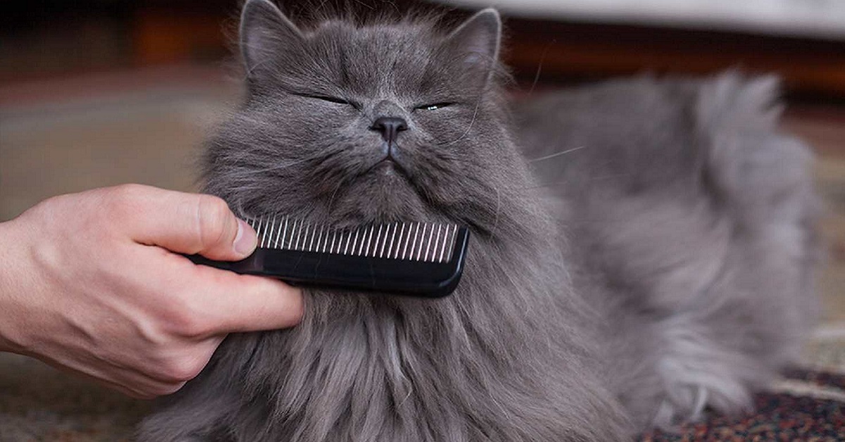 Accorciare il pelo al gatto, quando e come farlo: cosa consigliano gli esperti