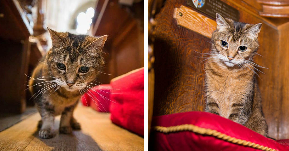 Addio a Doorkins Magnificat, il gattino che viveva nella Cattedrale di Southwark a Londra