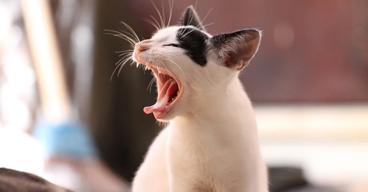 Al dolce gattino non sembra proprio piacere la panna acida (video)