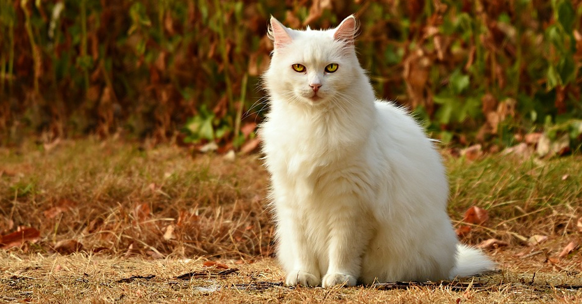 Gatto bianco che osserva