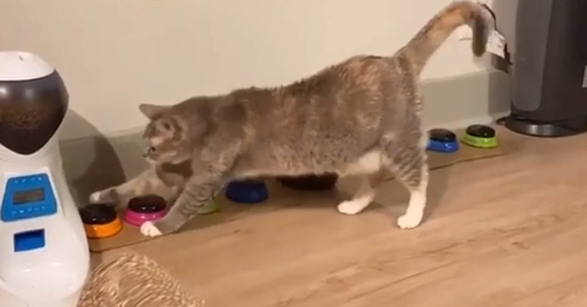 Billi, il gattino che “parla” grazie a dei particolari pulsanti (video)