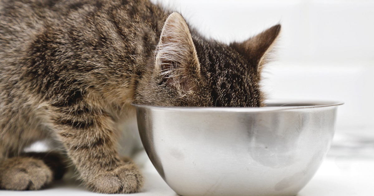 gatto con ciotola enorme