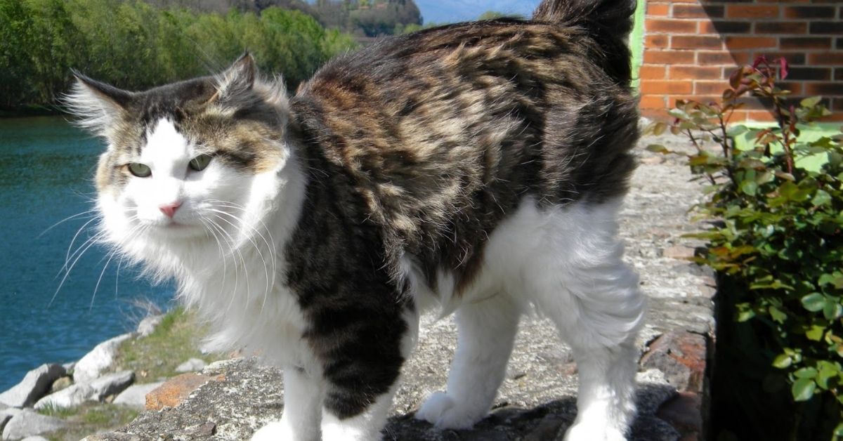 Cuccioli di Kurilian Bobtail, come pulirli: le indicazioni per una cura perfetta