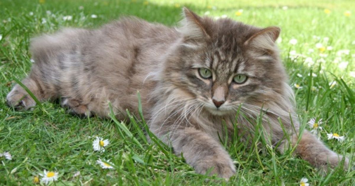 cuccioli di kurilian bobtail 