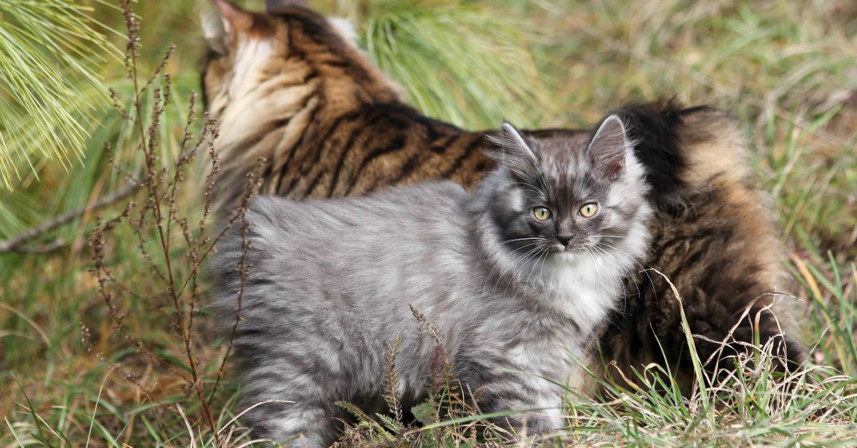 Cuccioli di Kurilian Bobtail: educazione, caratteristiche e cosa sapere