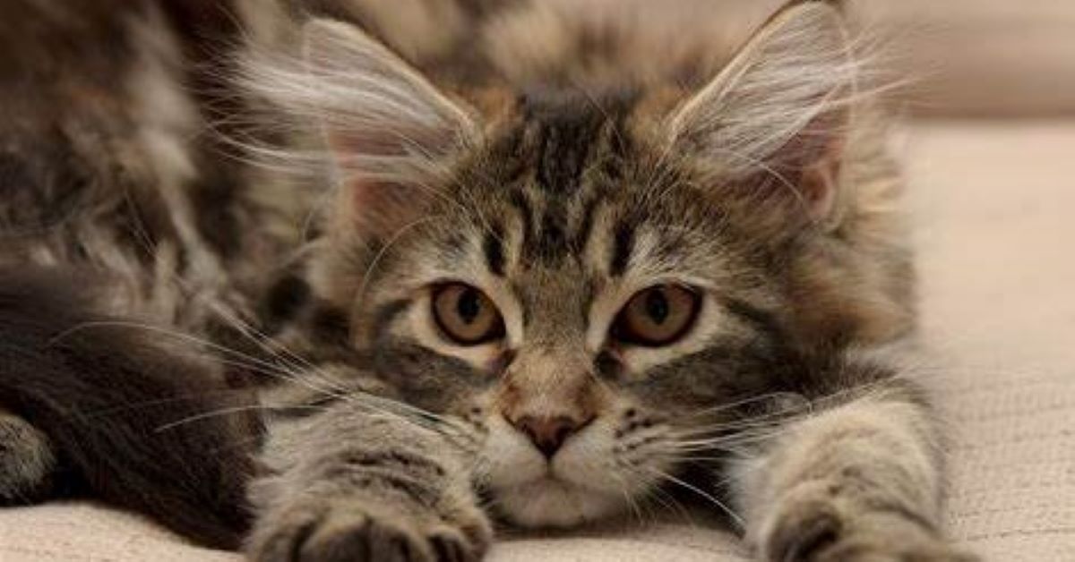 cuccioli di maine coon attenzioni 