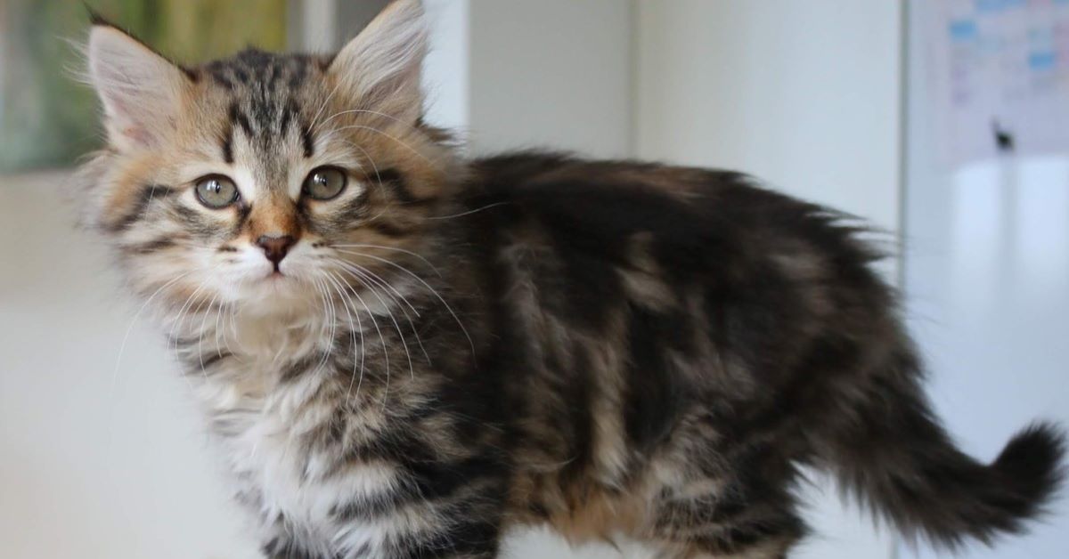 cucciolo di maine coon 