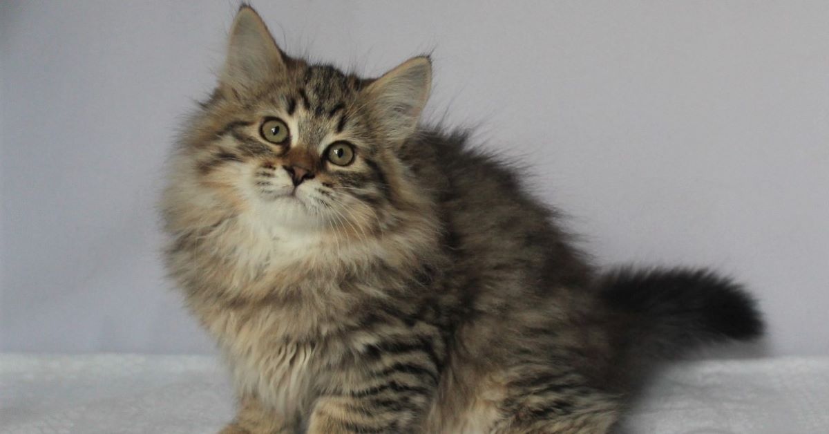 pelo dei maine coon 