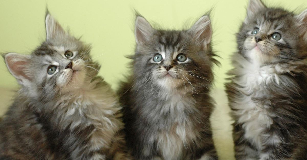 Cuccioli di Maine Coon, attenzioni specifiche da riservargli: cura e prevenzione