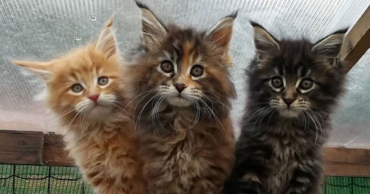 cuccioli di maine coon 