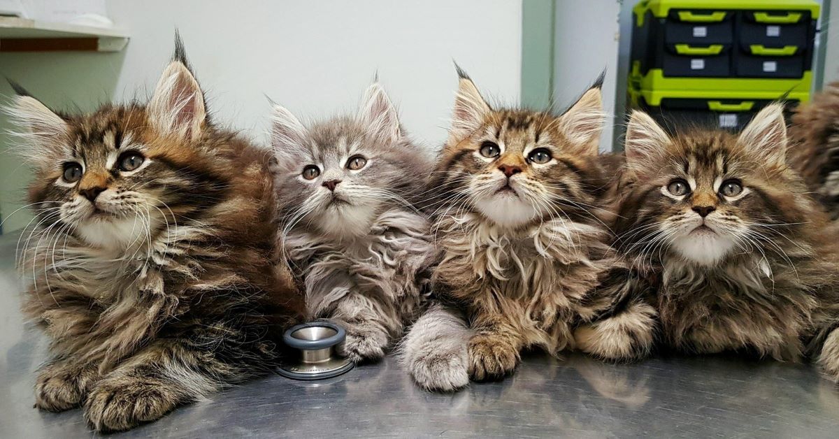 Cuccioli di Maine Coon, cura del pelo: come lucidarlo e farlo brillare