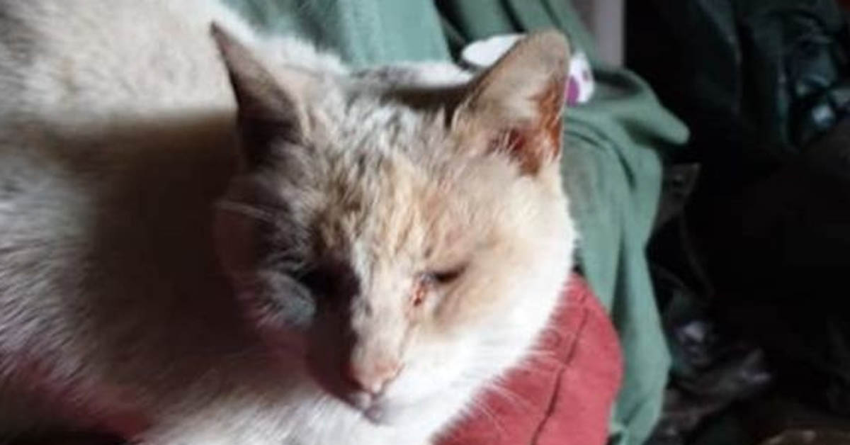 Def, il gattino che è stato ritrovato dopo 8 anni: il suo incubo non è ancora finito