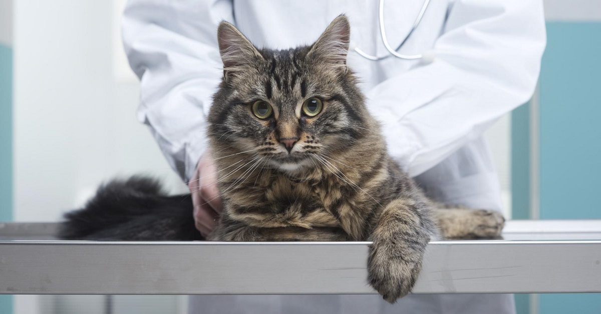 gatto sul tavolo da visita del veterinario