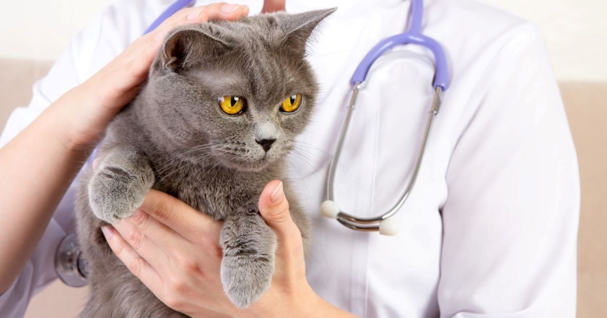  gatto dal veterinario