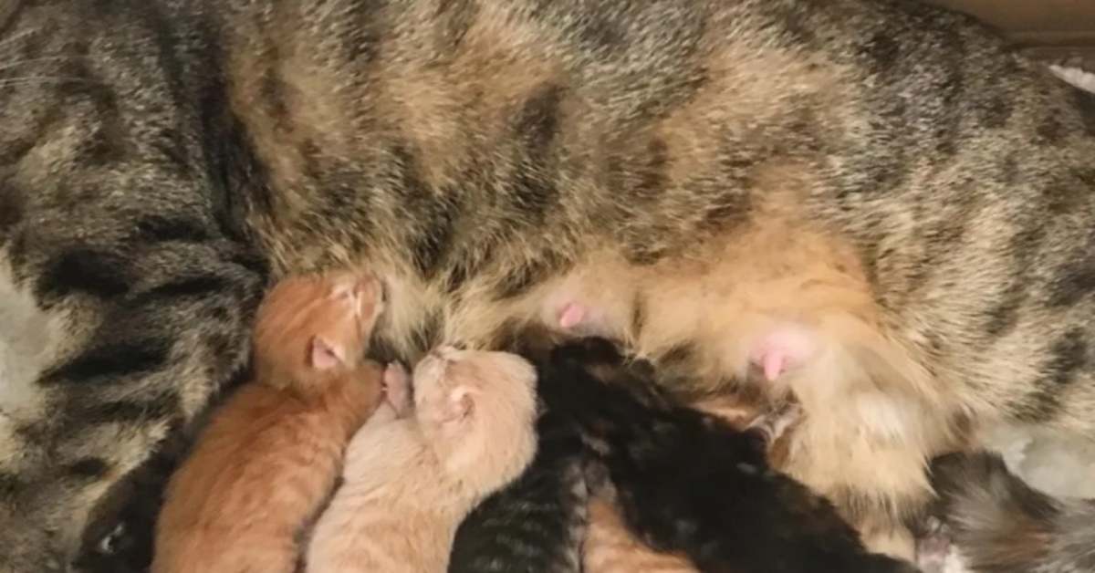 cuccioli allattati dalla mamma