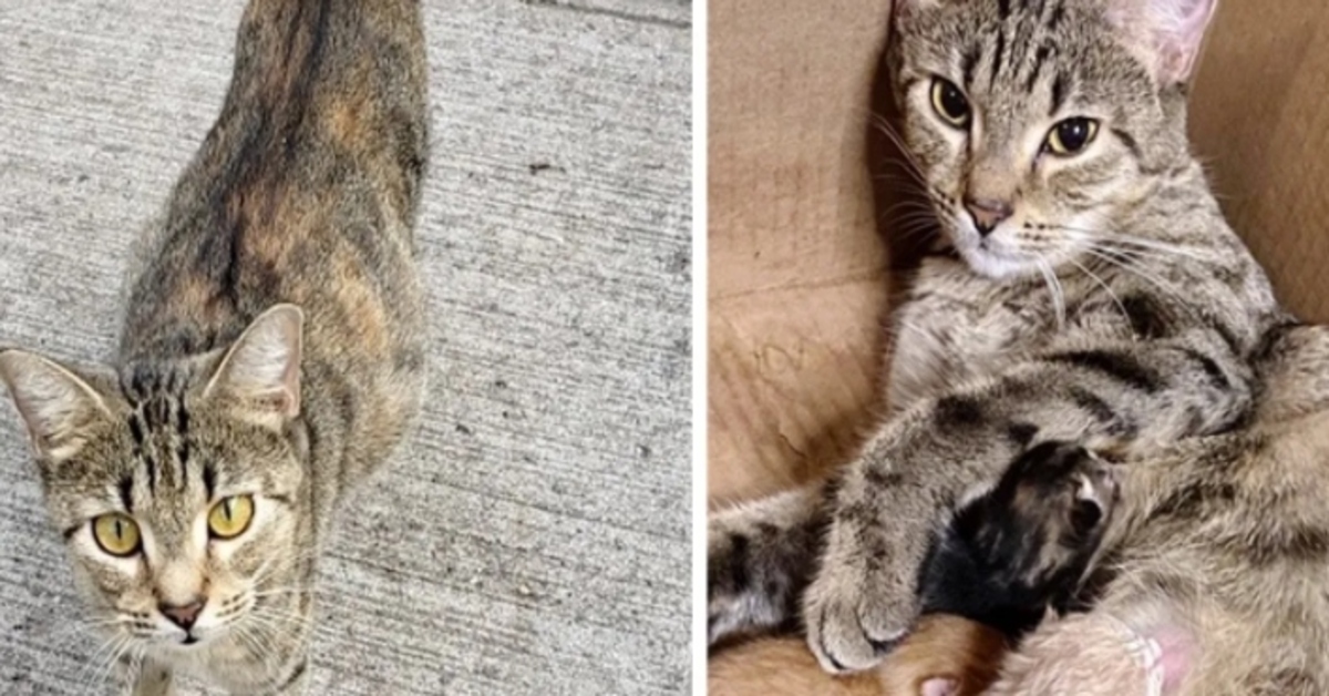 Free la gattina incinta che è entrata nel trasportino per salvare i suoi cuccioli