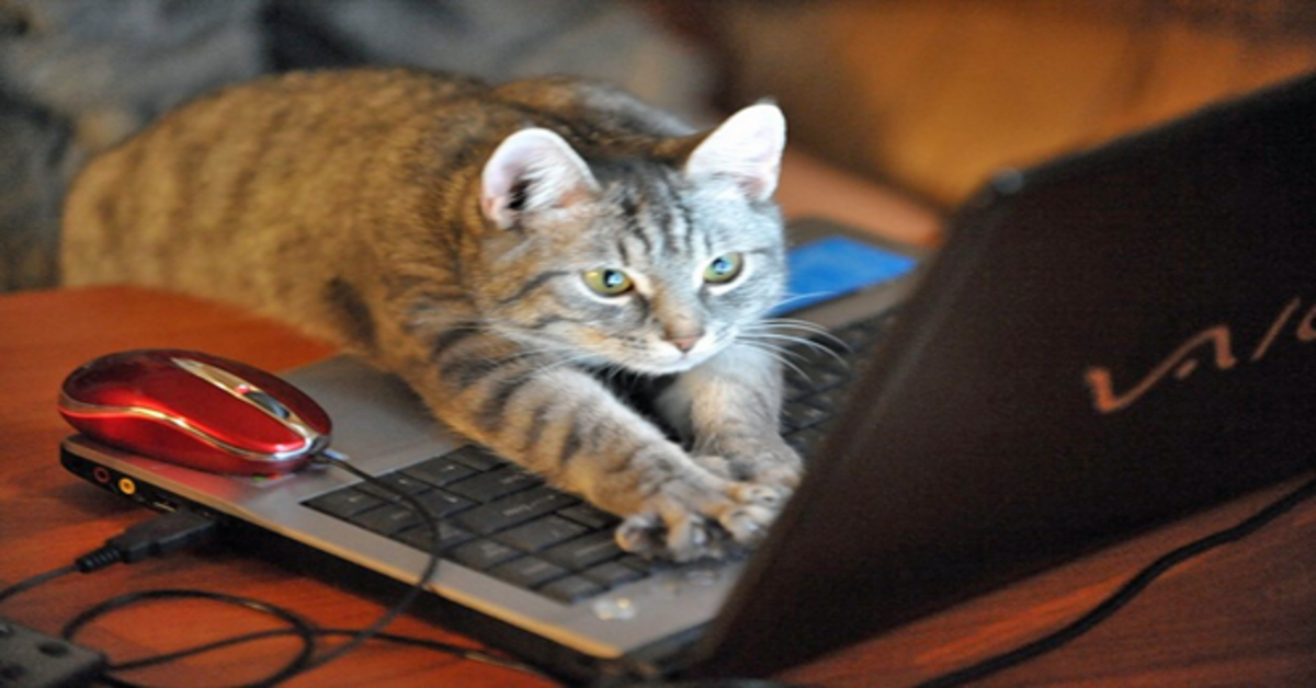 Un gattino distrugge il monitor del computer della padrona (VIDEO)