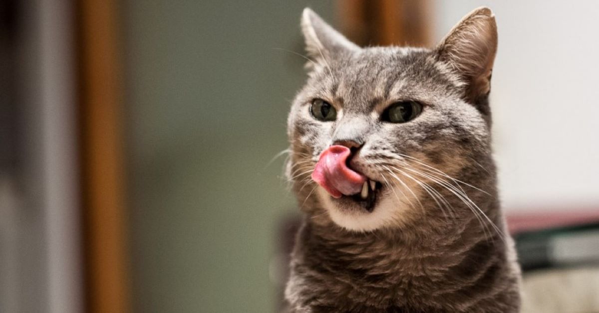 Gatti e olio di cocco, come usarlo e cosa sapere