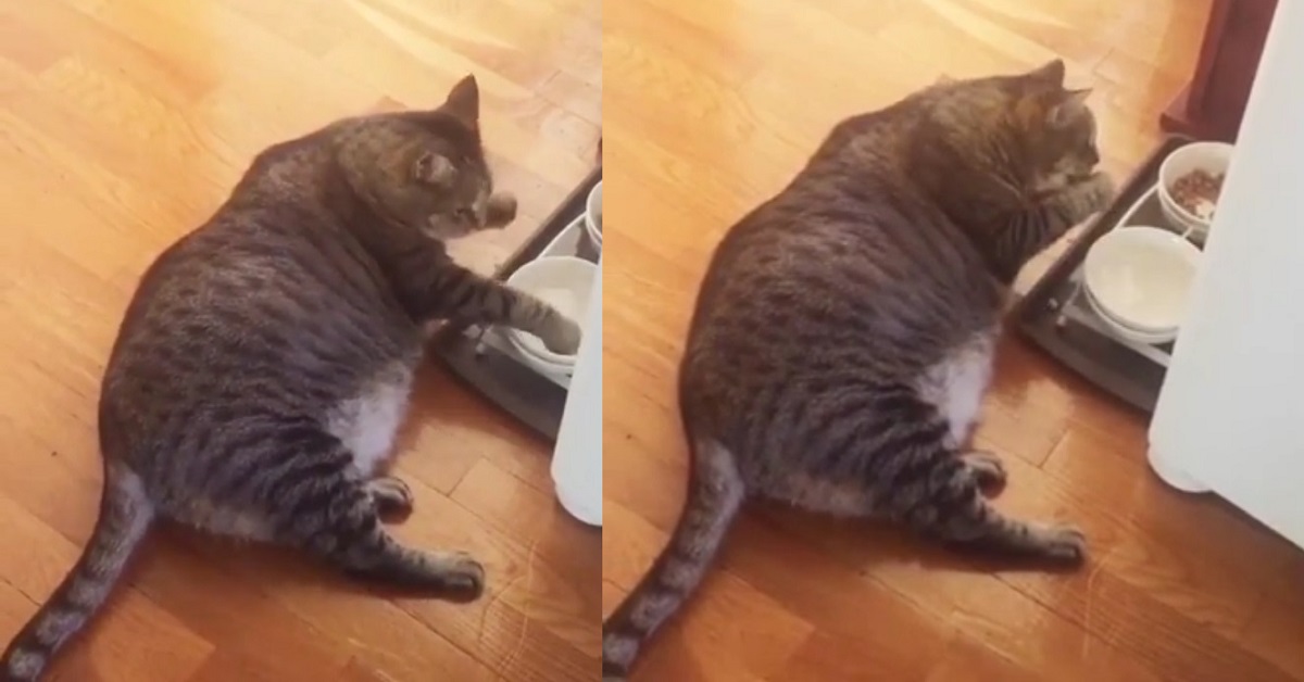 Gattino assaggia acqua con la zampa