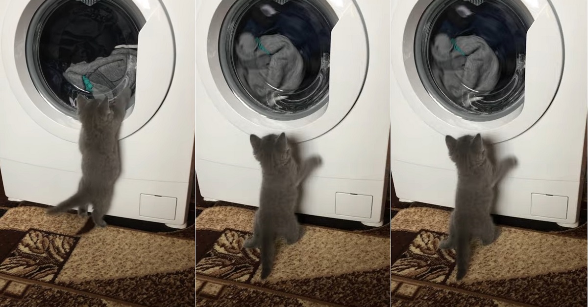 Jesse, il gattino British Shorthair che adora la lavatrice (VIDEO)