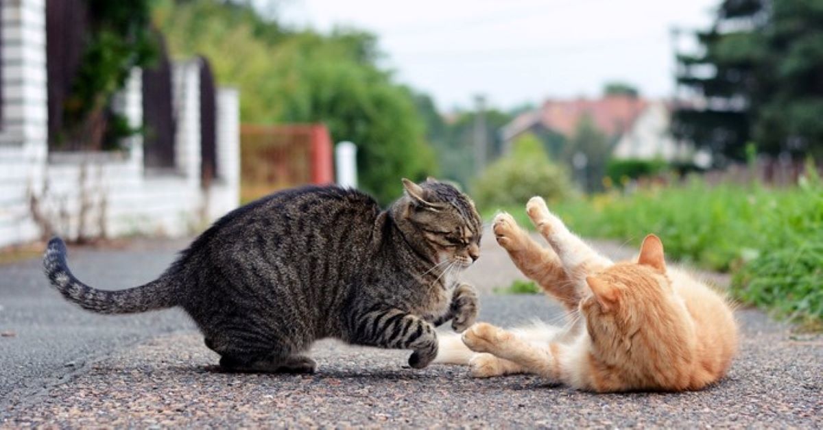 Gattino che litiga con tutti: i motivi e come insegnargli a smettere passo per passo