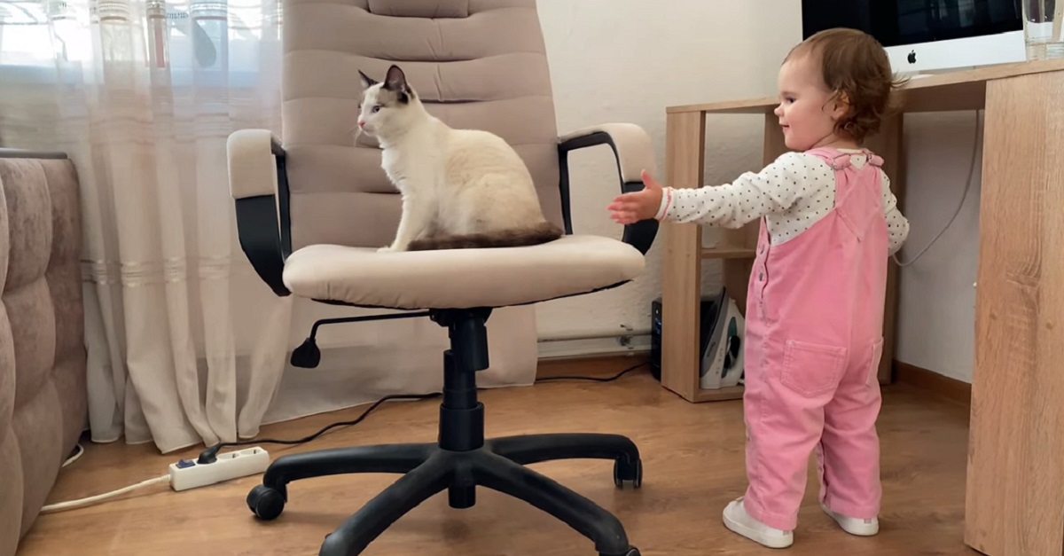 Il tenero gattino gioca con una bambina sulla sedia del computer (VIDEO)