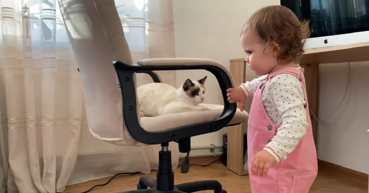 Gattino gioca con una bambina sulla sedia del computer 