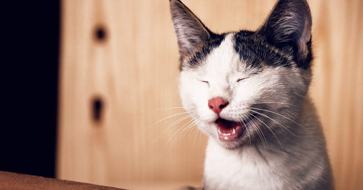 Gatto ha conati senza vomitare: ecco che cosa può significare