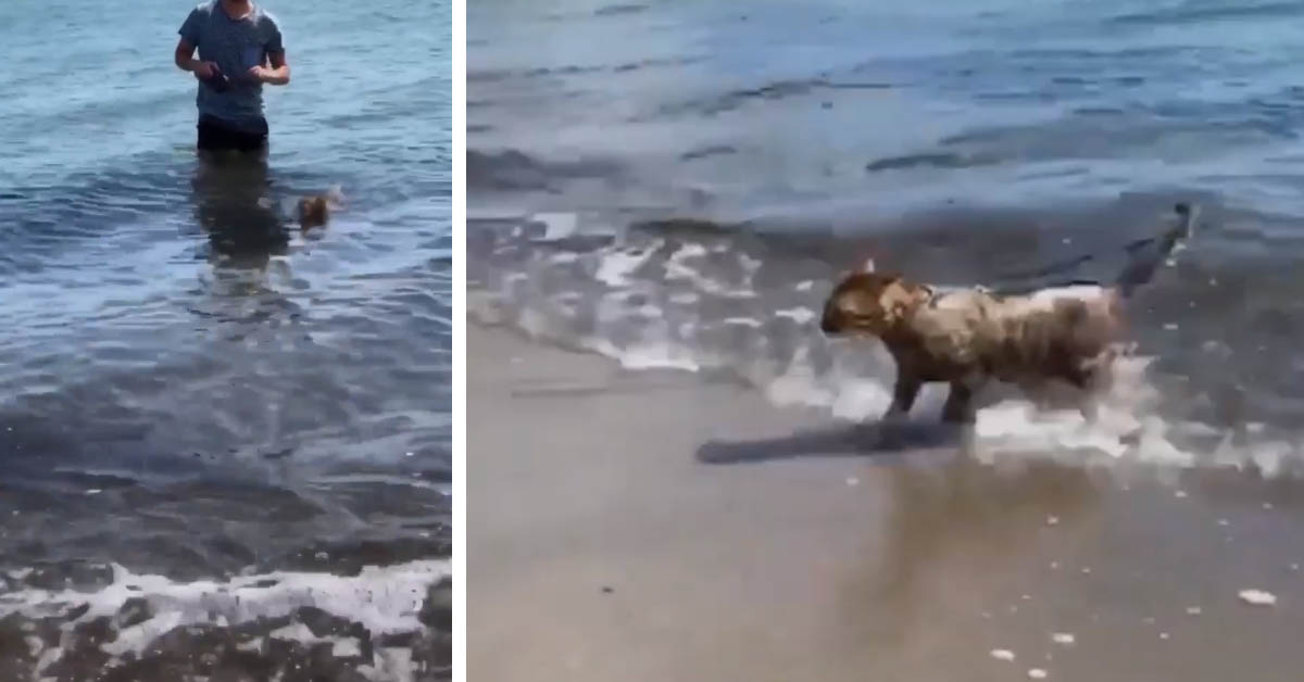 Gilbert, il gatto del Bengala che adora nuotare in mare (video)