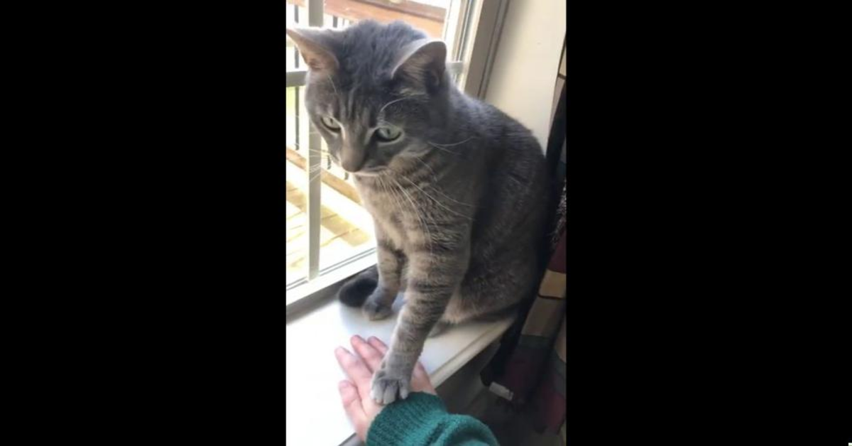 gattino grigio non vuole essere toccato