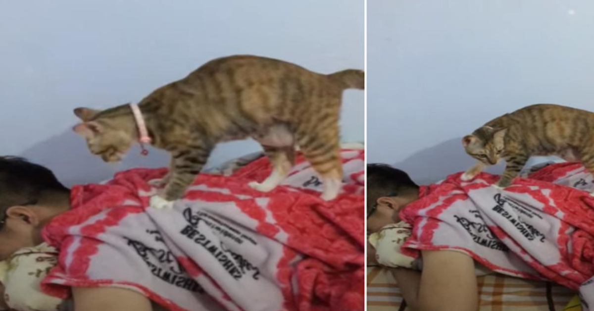 gatto massaggia un uomo vietnamita