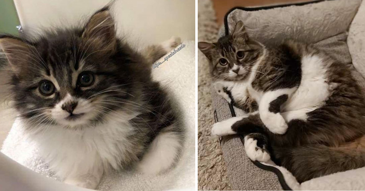 Hips, il gattino nato con una deformità congenita che dopo il dolore oggi è felice (video)