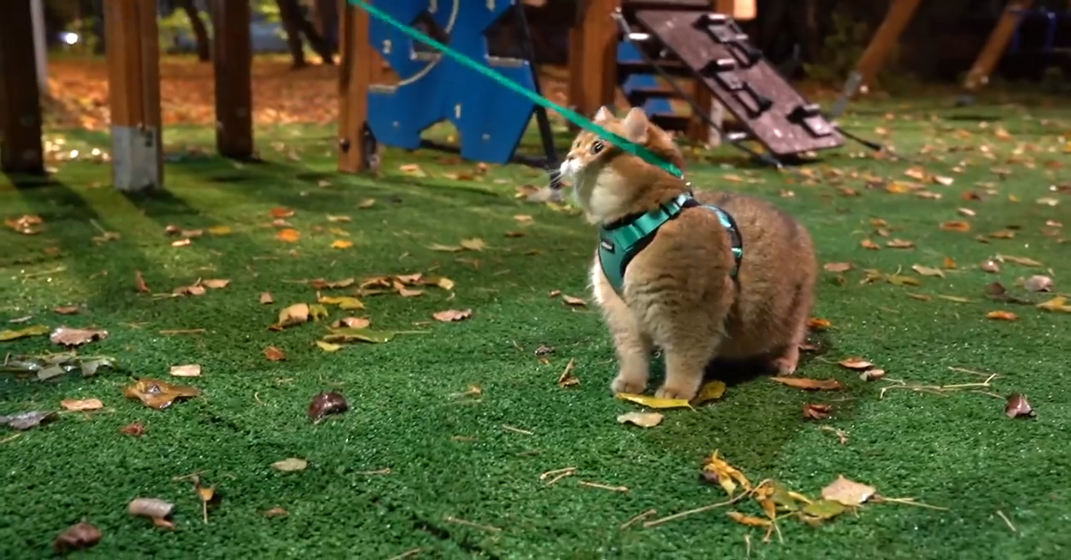 Il gattino Hosico esce con la padrona e fa una passeggiata (VIDEO)