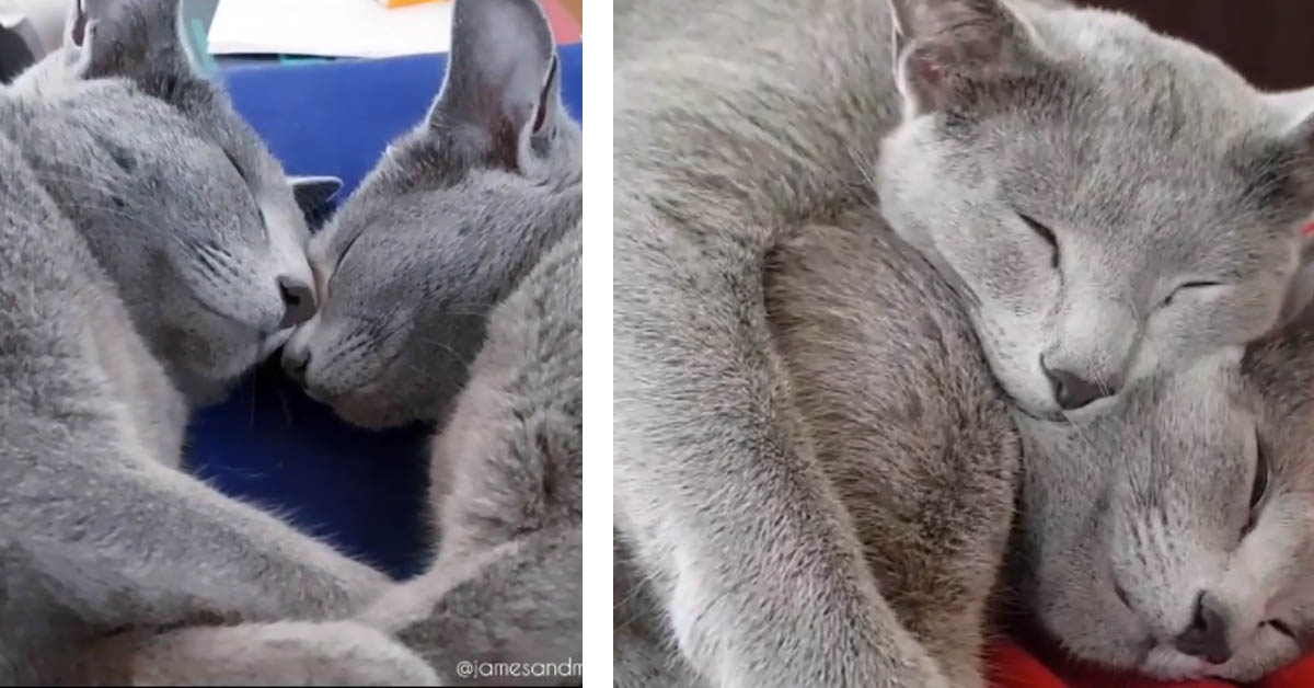 I due gattini Blu di Russia dormono abbracciati e il tenero momento conquista il web (video)