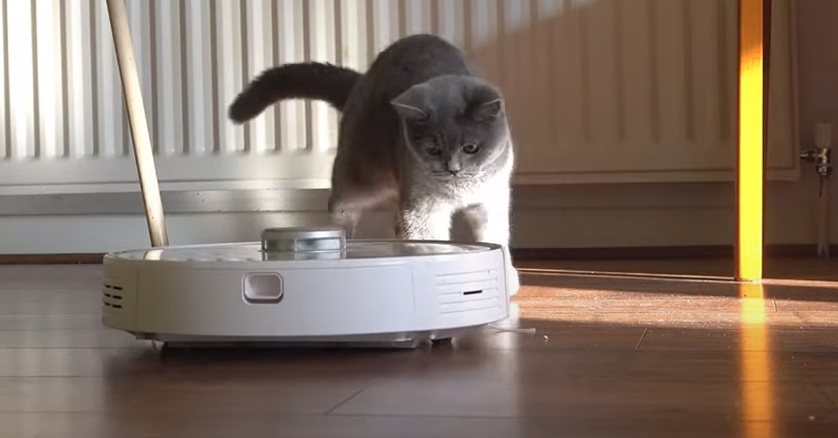 I due gattini British Shorthair sfidano l’aspirapolvere robot (video)