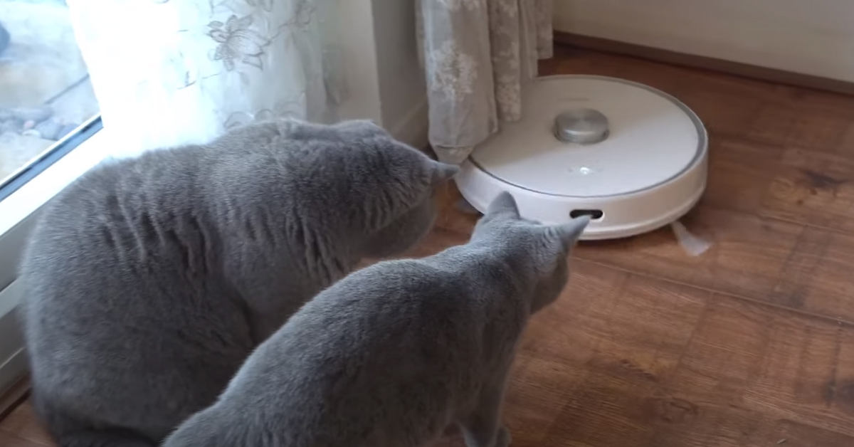 Gatti con aspirapolvere robot