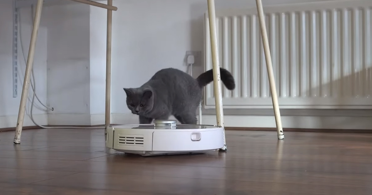 Gatto con aspirapolvere robot