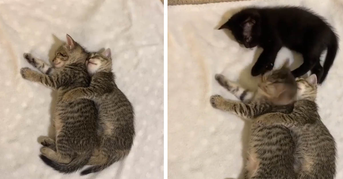 I due gattini dormono abbracciandosi teneramente, ma poi arriva un intruso (video)
