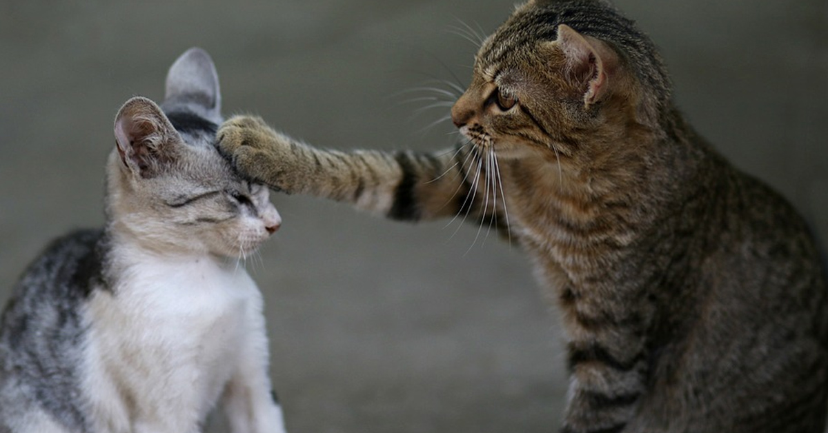 I due gattini “lottano” a rallentatore e la loro tenera sfida fa il giro del web (video)