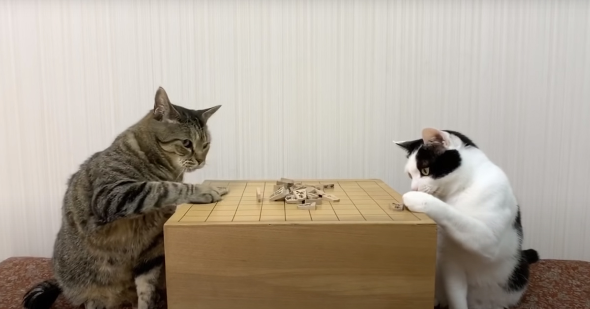 I due gattini si sfidano ad un divertente gioco da tavolo (video)