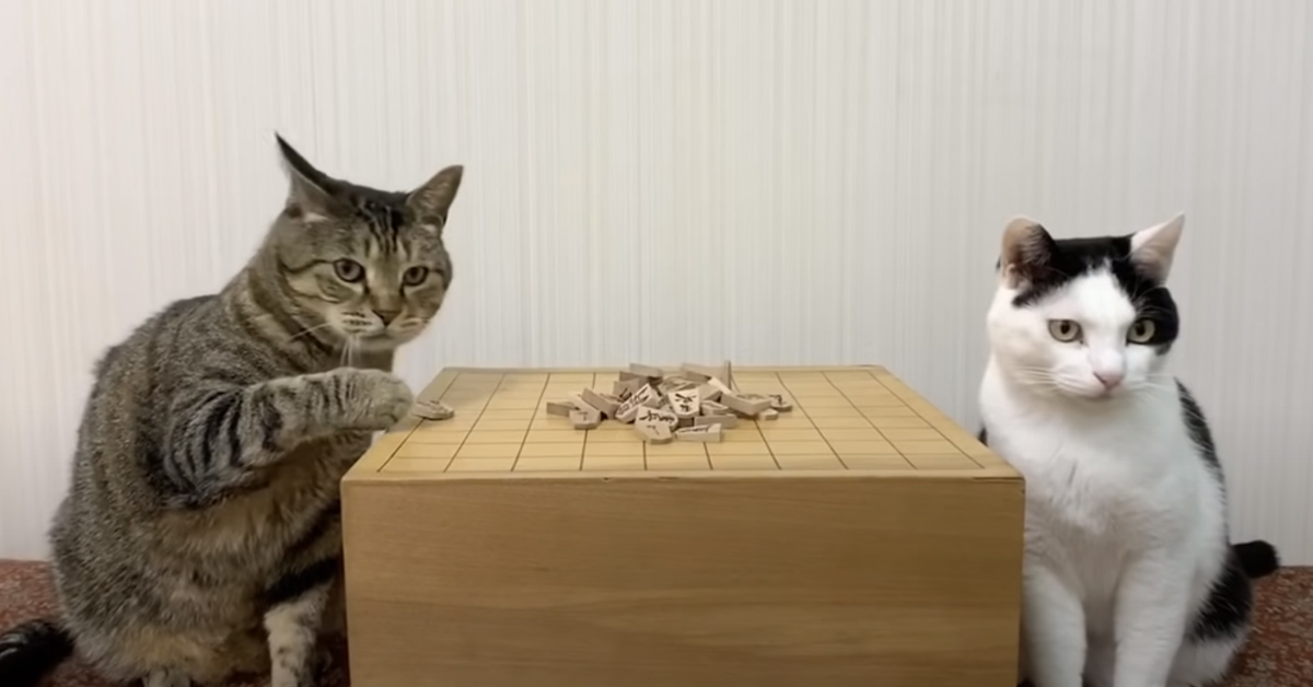 Gatti che giocano ad un gioco da tavolo