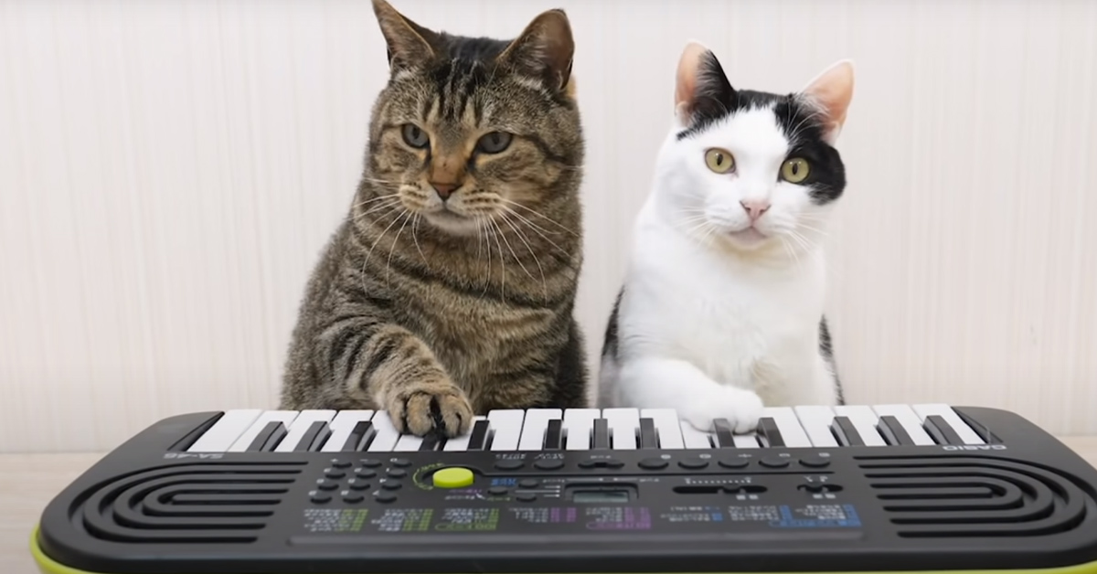 I due gattini suonano una tastiera e la loro performance è virale (video)