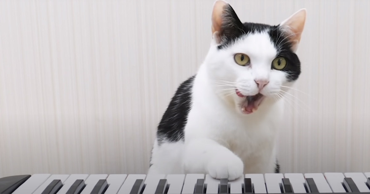 Gatto che suona una tastiera